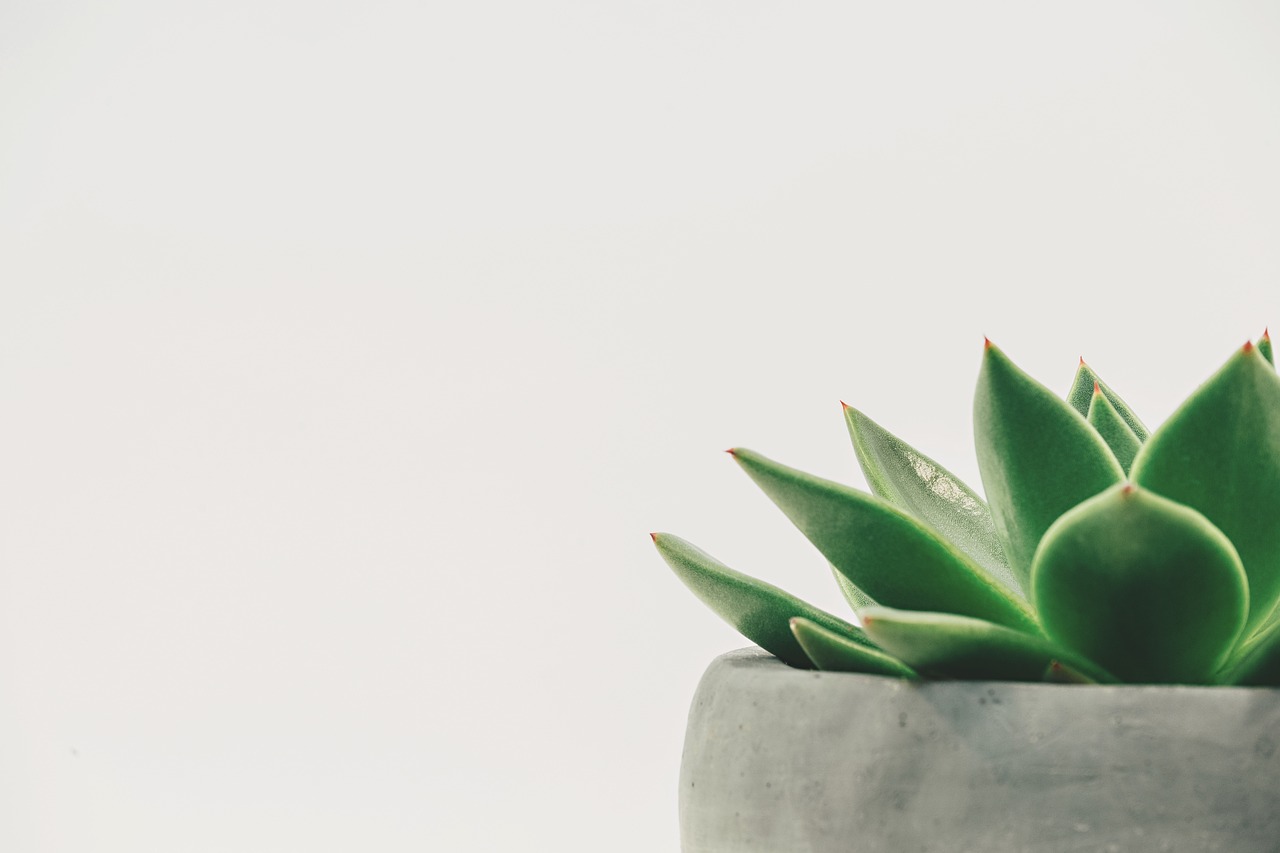 Woonkamer met organische moderne inrichting en planten.