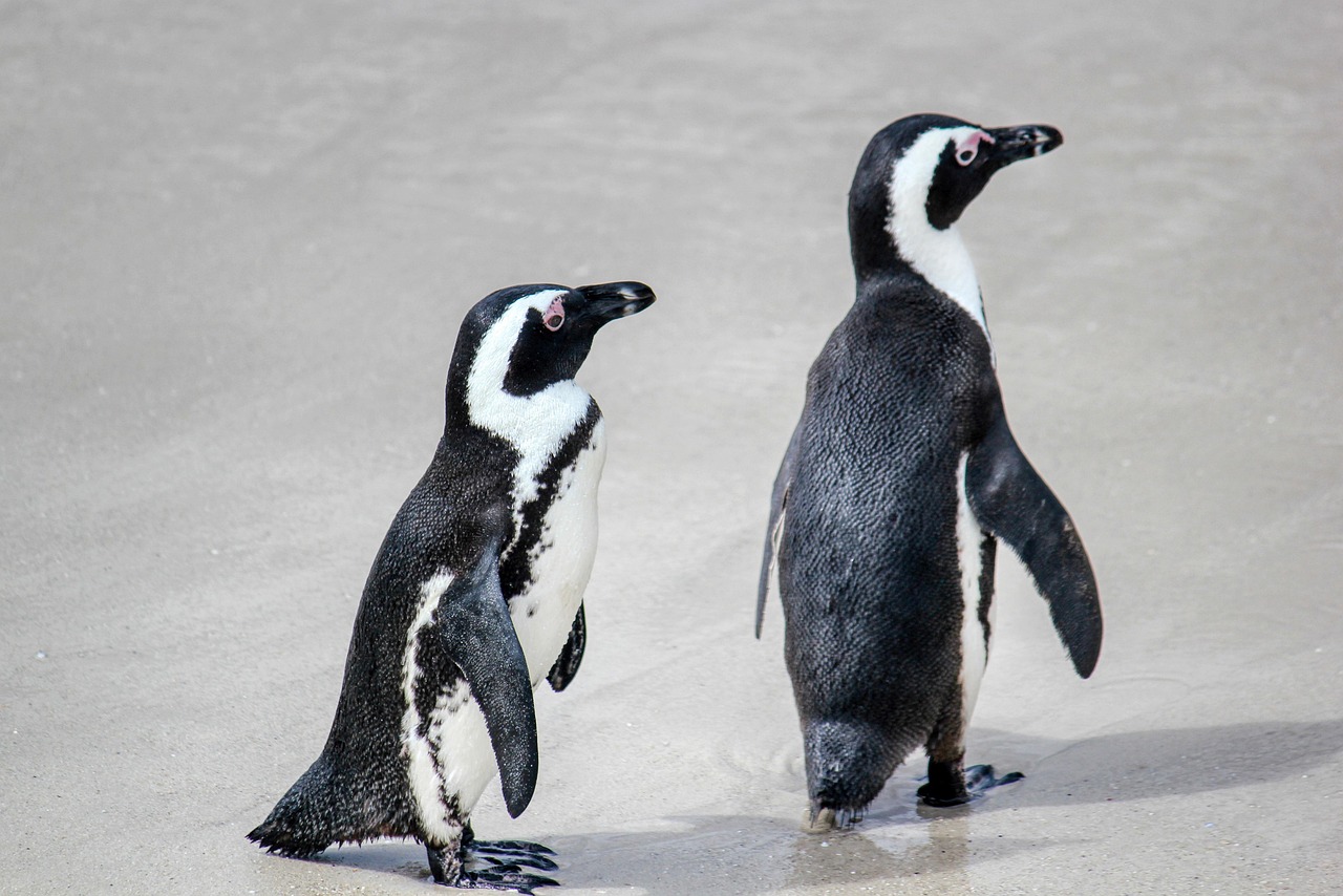 Jeugdig pinguïn kunstwerk verlevendigt de ruimte. Jeugdig pinguïn kunstwerk verlevendigt de ruimte.